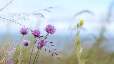 Finlandiya takımadalarında kıyı kayaları üzerinde açan pembe deniz kırıntısı çiçekleri. Temiz doğanın, çevresel saflığın ve kuzey ekosistemlerinin kırılgan güzelliğinin bir sembolü.