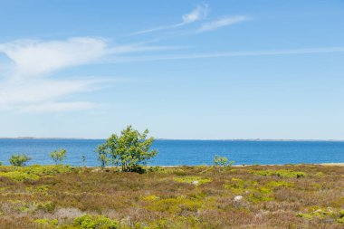 Finlandiya takımadalarının Jurmo adasından yaz güneşiyle yıkanmış yapayalnız bir ağaç yükselir. Bu barışçıl sahne ekolojik bilinç yolculuğunu ve ada ekosistemlerini korumanın önemini simgeliyor.