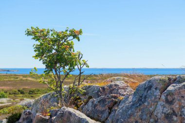 Finlandiya takımadalarında kıyı kayaları üzerinde açan pembe deniz kırıntısı çiçekleri. Temiz doğanın, çevresel saflığın ve kuzey ekosistemlerinin kırılgan güzelliğinin bir sembolü.