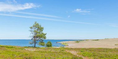 Finlandiya takımadalarının Jurmo adasından yaz güneşiyle yıkanmış yapayalnız bir ağaç yükselir. Bu barışçıl sahne ekolojik bilinç yolculuğunu ve ada ekosistemlerini korumanın önemini simgeliyor.