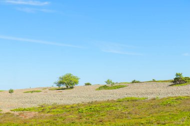 Finlandiya takımadalarının Jurmo adasından yaz güneşiyle yıkanmış yapayalnız bir ağaç yükselir. Bu barışçıl sahne ekolojik bilinç yolculuğunu ve ada ekosistemlerini korumanın önemini simgeliyor.