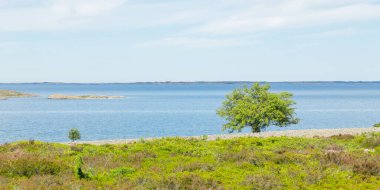 Finlandiya takımadalarının Jurmo adasından yaz güneşiyle yıkanmış yapayalnız bir ağaç yükselir. Bu barışçıl sahne ekolojik bilinç yolculuğunu ve ada ekosistemlerini korumanın önemini simgeliyor.