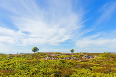 Finlandiya takımadalarının Jurmo adasından yaz güneşiyle yıkanmış yapayalnız bir ağaç yükselir. Bu barışçıl sahne ekolojik bilinç yolculuğunu ve ada ekosistemlerini korumanın önemini simgeliyor.