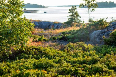 Altın gün batımı ışığı Fin takımadalarının ada florasını yıkayarak otların, yosunların ve alçak bitkilerin hassas dokularını ortaya çıkarır. Sahne huzuru, ekolojiyi, doğal uyumu yansıtıyor.
