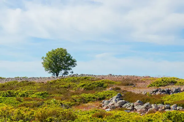 Finlandiya takımadalarının Jurmo adasından yaz güneşiyle yıkanmış yapayalnız bir ağaç yükselir. Bu barışçıl sahne ekolojik bilinç yolculuğunu ve ada ekosistemlerini korumanın önemini simgeliyor.