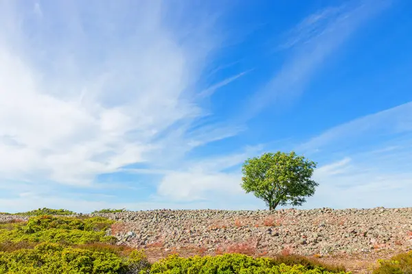 Finlandiya takımadalarının Jurmo adasından yaz güneşiyle yıkanmış yapayalnız bir ağaç yükselir. Bu barışçıl sahne ekolojik bilinç yolculuğunu ve ada ekosistemlerini korumanın önemini simgeliyor.