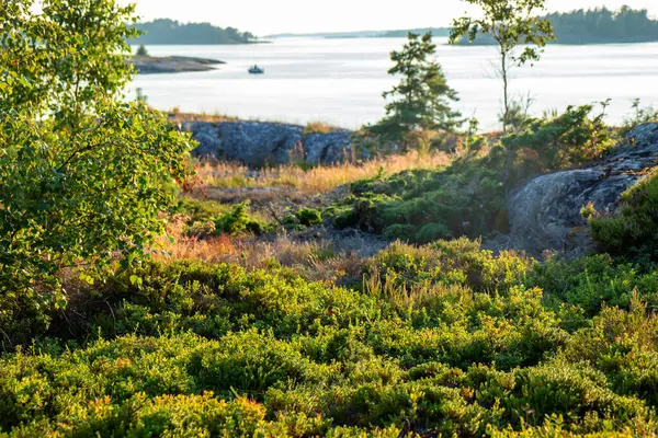 Altın gün batımı ışığı Fin takımadalarının ada florasını yıkayarak otların, yosunların ve alçak bitkilerin hassas dokularını ortaya çıkarır. Sahne huzuru, ekolojiyi, doğal uyumu yansıtıyor.