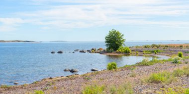 Baltık Denizi 'nin Jurmo Adası' ndaki taş tükürüğünün manzarası. Yalnız ağaç, doğal kıyı şeridi ve koruma altındaki arazi kuzey yabanı ve ekolojik korunmayı vurgular