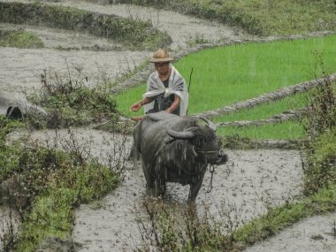 A farmer working alongside a buffalo in a rice field amid rainfall in Pai, Vietnam, illustrating the connection between humans and nature in agriculture. clipart