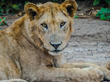 Tanzanya 'da bir dişi aslan doğrudan kameraya bakıyor. Yakın temas, bu görkemli yırtıcının doğal ortamındaki güzelliğini ve yoğunluğunu yakalar..