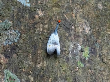 Bir Pyrops lanternfly 'ın yakın plan görüntüsü. Ağaçta tünemiş kendine özgü bir kırmızı feneri var. Bu eşsiz böceğin karmaşık ayrıntıları çarpıcı bir şekilde kaydedildi..