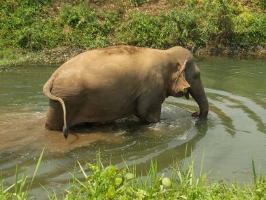 Tayland 'da Chiang Mai nehrinde yürüyen bir Asya fili. Sahne, bu görkemli yaratığın doğal yaşam alanını ve neşeli ruhunu yakalar..