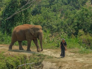 Tayland, Chiang Mai 'de bakıcısıyla birlikte yürüyen bir Asya fili, insanlar ve filler arasındaki bağ ve güveni gözler önüne seriyor..
