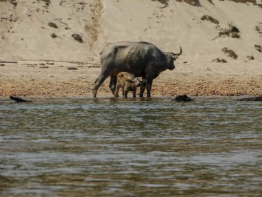 Calf and mother water buffalo, Taman Negara, Malaysia, water buffalo in river, wildlife photography, buffalo calf, National Park, buffalo in water, mother and calf, nature, Taman Negara wildlife, Malaysian wildlife, buffalo family, animal bond, river clipart