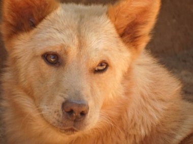 Bir Karelia Fin Laika köpeğinin benzersiz özelliklerini ve anlamlı gözlerini gösteren yakın plan portresi. Bu cins avlanma yetenekleri ve güçlü karakteriyle tanınır..