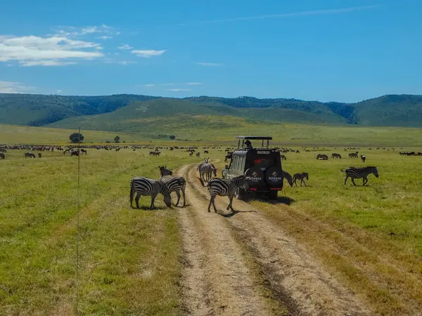 stock image A group of zebras and wildebeest in Ngorongoro Crater, Tanzania, with a safari vehicle nearby. The image captures African wildlife in their natural habitat on safari.