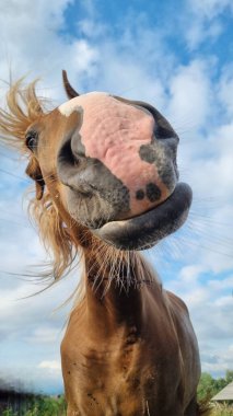 Yakın çekim - meraklı kahverengi atın çekim