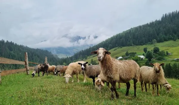 manzara, Karpat dağlarında koyunlar, Ukrayna