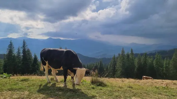manzara, boğa ve inekler Karpat dağlarında, Ukrayna
