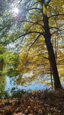 Ağaçlar ve yapraklarla dolu güzel sonbahar manzarası