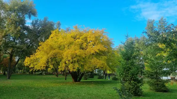 Ağaçlı, sarı ve yeşil yapraklı güzel bir manzara.