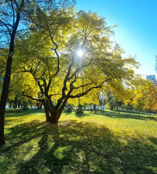 Şehirdeki sonbahar parkı