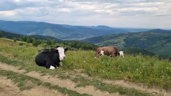 Yeşil bir çayırda otlayan inekler