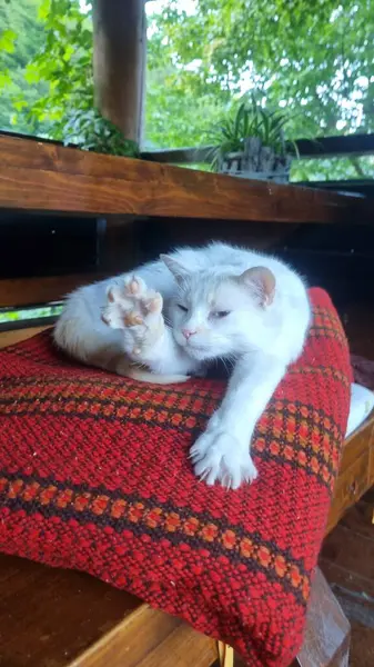 Köyde uyuyan sevimli kedi.