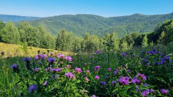 Dağlarda güzel çiçekler