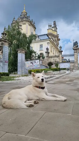 Ukrayna 'nın Lviv şehrinde bir köpek