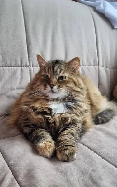 Kedi yerde yatıyor.