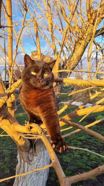 Bahçedeki kedi