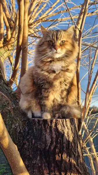 Ağaçtaki sevimli kedi.