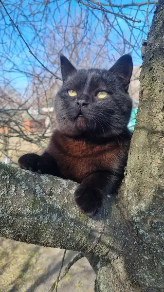 Kara kedi ağaç