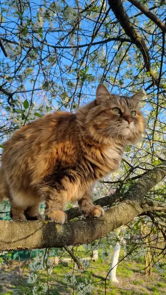 Ağaçtaki kedi