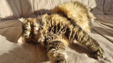 Kanepede bir kedi portresi