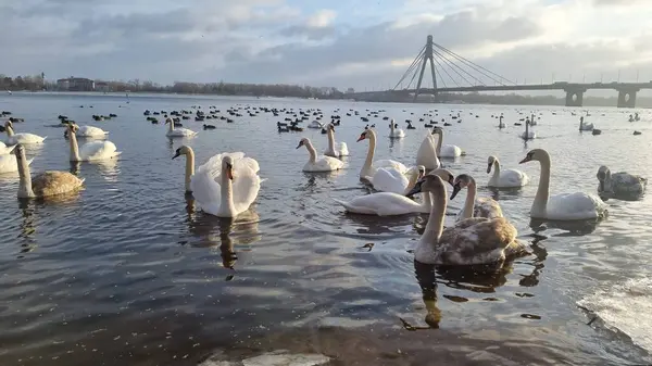 Dnipro nehrinde kuğular, Kyiv Ukrayna