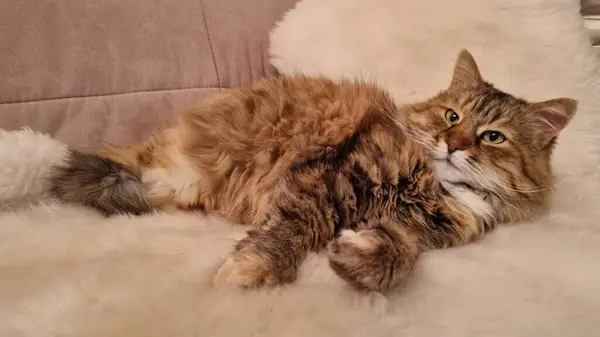 Sevimli kedi kanepede yatıyor.