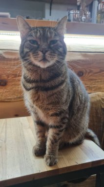 kedi masada oturuyor.