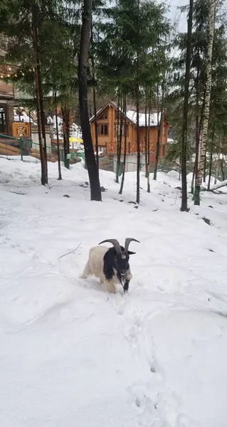 Karda beyaz koyun