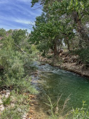 Florida ormanındaki nehir Ağaçlar ve kayalar manzaralı
