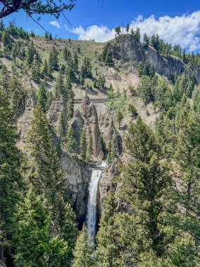 Wyoming Büyük Kanyonu 'nda büyük bir şelale. Wyoming Yellowstone Ulusal Parkı 'ndaki Büyük Kanyon' daki çam ağaçları arasında Büyük Şelale