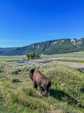 Lamar Vadisi 'ndeki Yellowstone Ulusal Parkı' nda yürüyen bizonla birlikte açık mavi gökyüzü ve nehir zemin