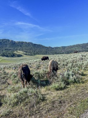 Yellowstone Ulusal Parkı Wyoming Montana 'daki Lamar Vadisi' nde bizon sürüsü manzaralı temiz bir gökyüzü.