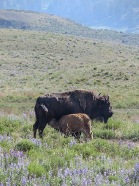 Bizon anne güneşli bir günde Yellowstone Ulusal Parkı 'ndaki Lamar Vadisi' nde bebeği besliyor.