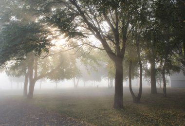 Ağaçlar ve sabah sisi