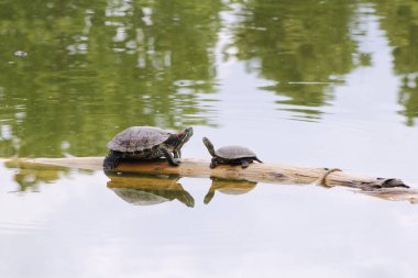 bir kaplumbağa gölet
