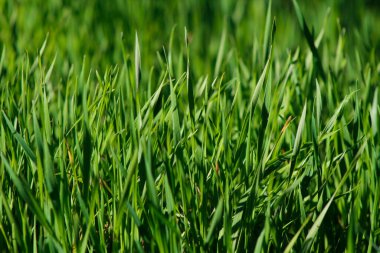 yeşil çim arka plan. yakın çekim.