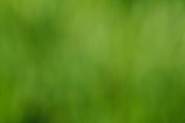 Soyut, bulanık yeşil çimen arka planı. Doğal yeşil çimen arka planı.