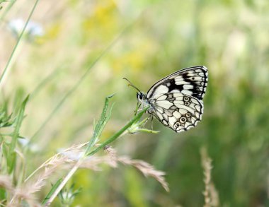 Çimlerin üzerinde kelebek